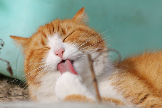 Eco-Friendly Cleaning for Pets: Safe Products for Your Furry Friends