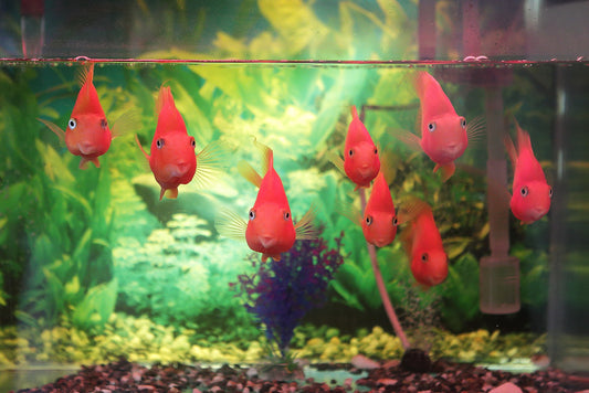 Crystal Clear Habitats: The Guide to Maintaining Aquariums and Terrariums