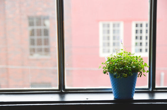 The Relationship Between Indoor Plants and a Cleaner Home: Nature's Air Purifiers