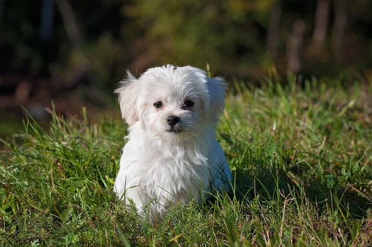 Training Your Pets to Avoid Stains