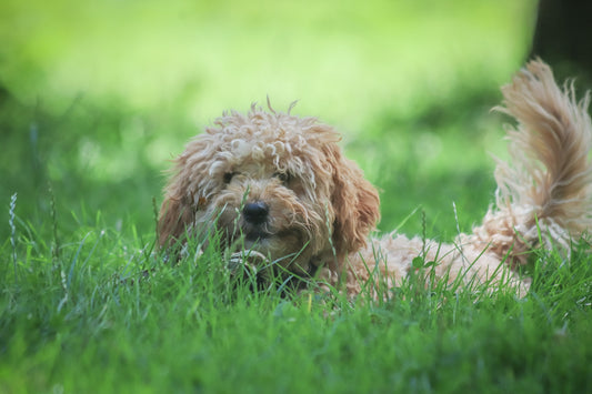 5 Common Myths About Cleaning Pet Stains