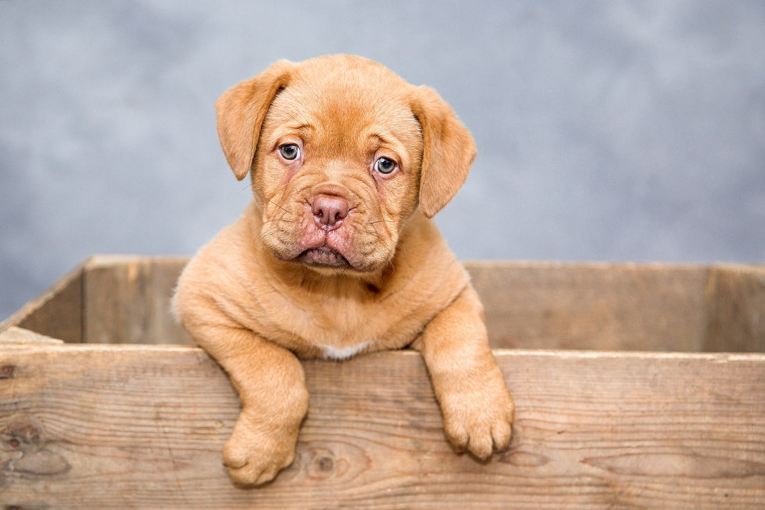 New Pet Owner's Guide: Prepping Your Home for a Stain-Free Environment