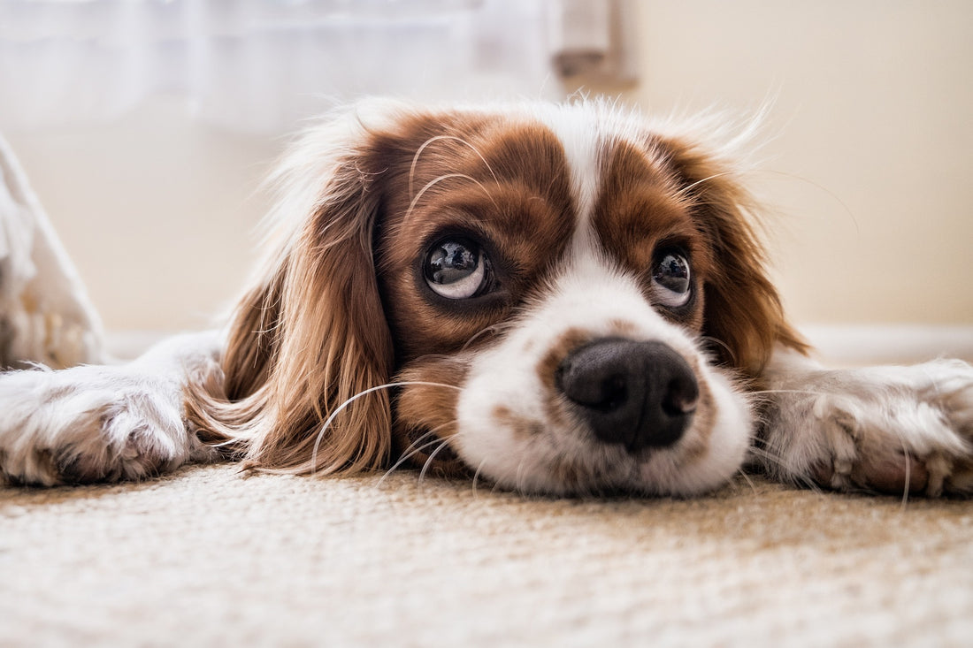 Pet-Friendly Cleaning: How to Clean Your Home Effectively Without Harming Your Pets